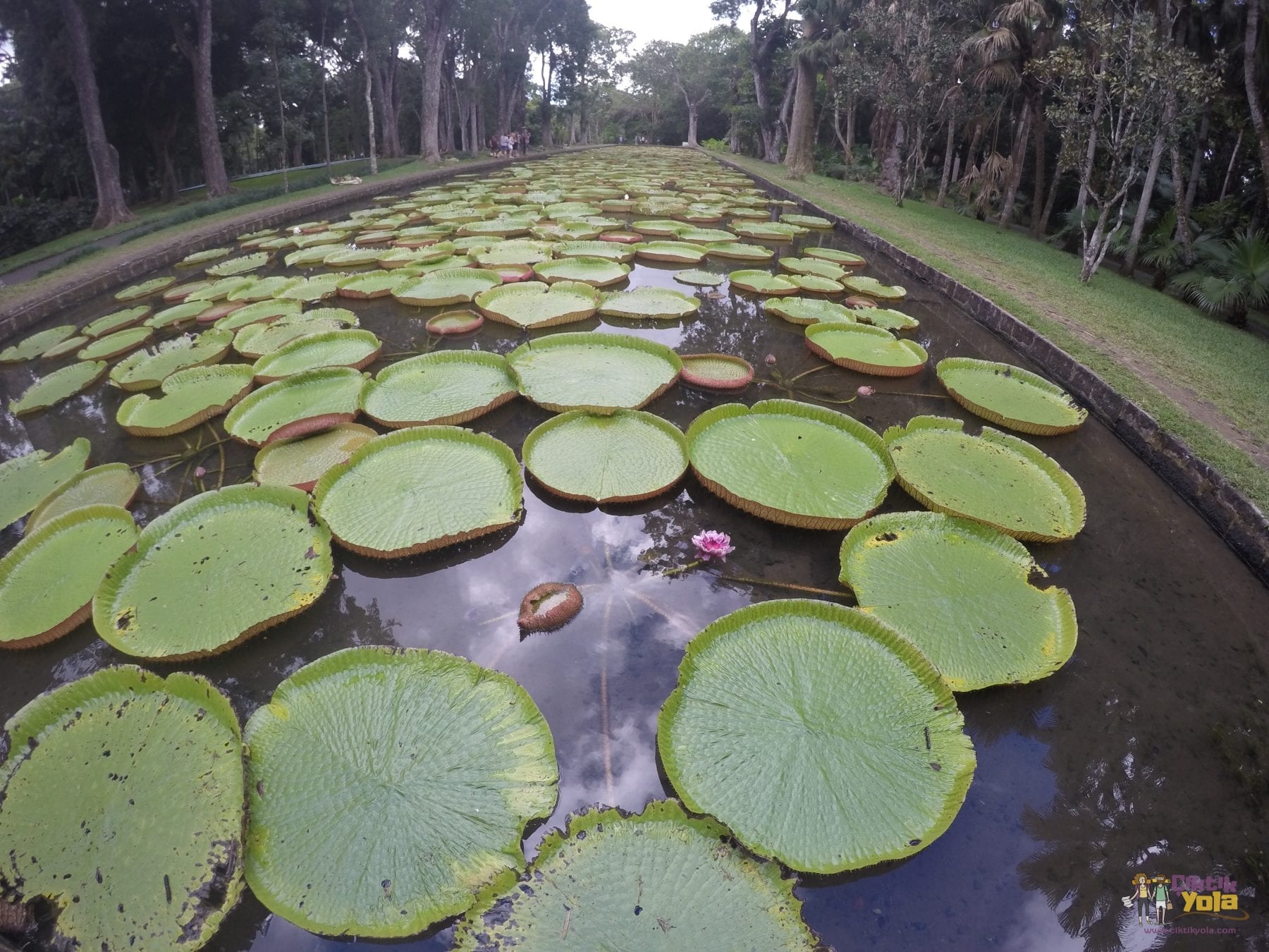 nilüfer mauritius lotus