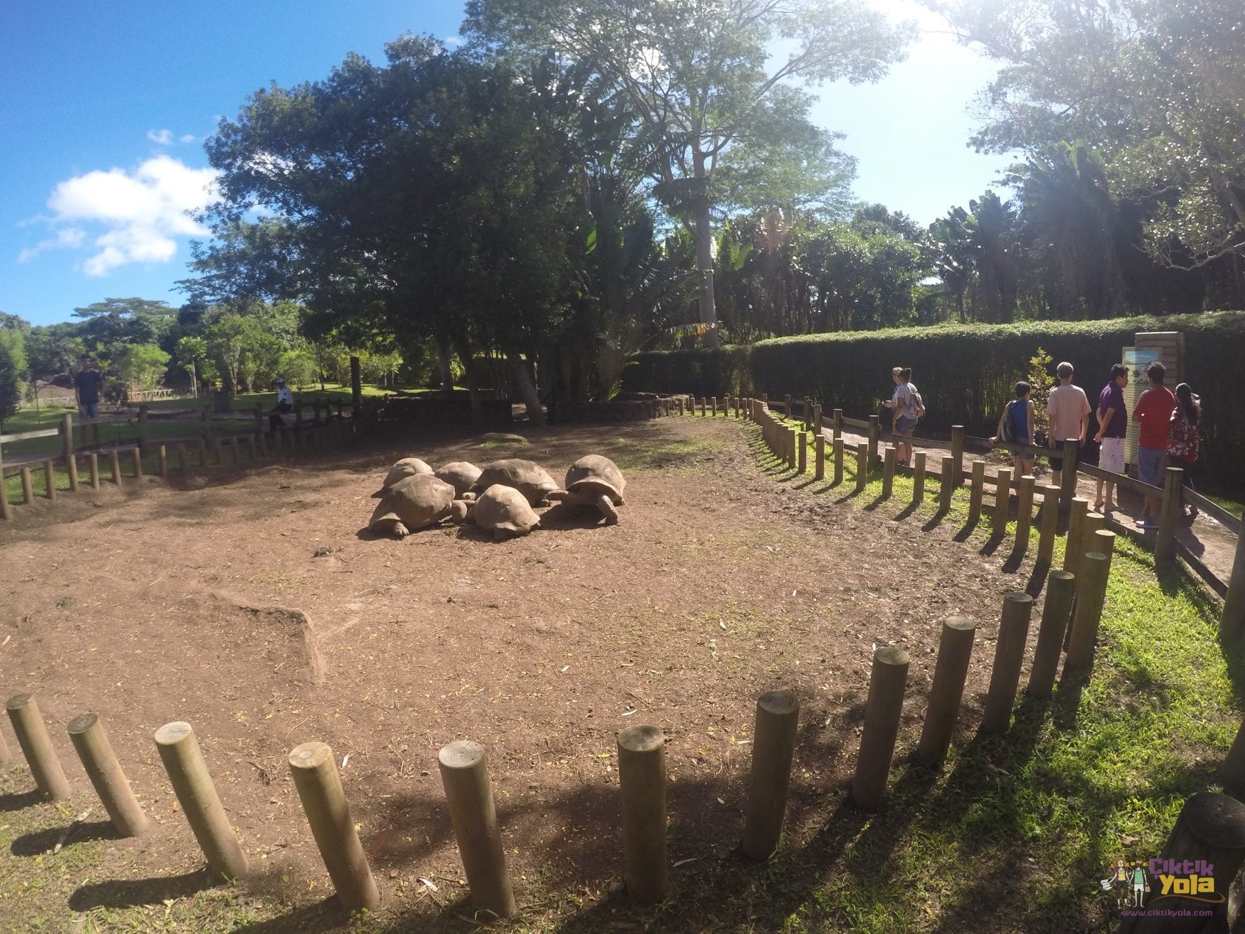 dev kaplumbağa mauritius