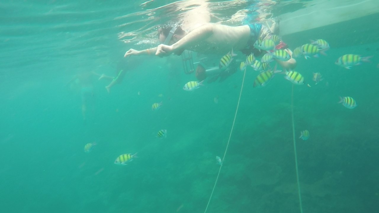 Swimming with fish