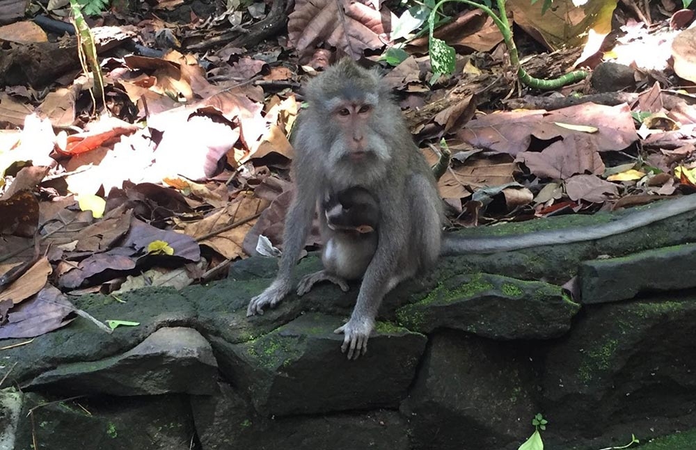 monkey forest