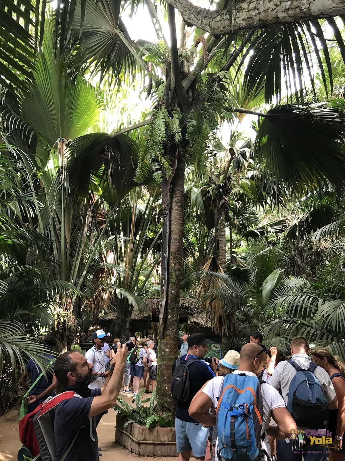 praslin valléee de mai