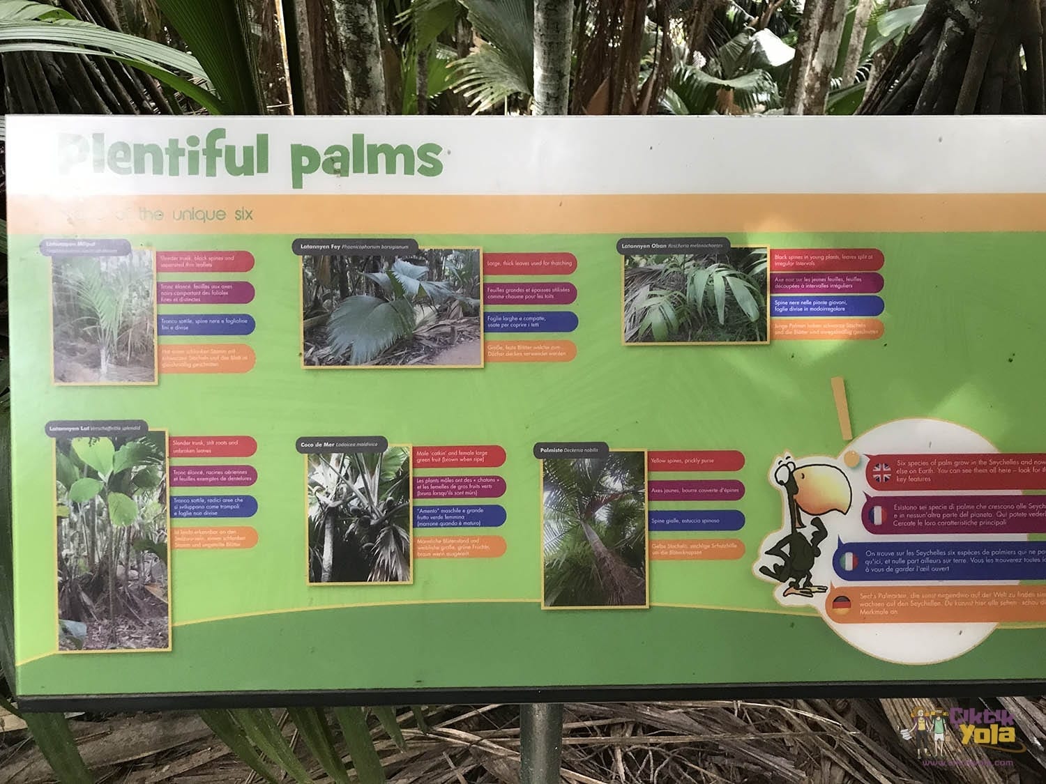 Vallée de mai Palms