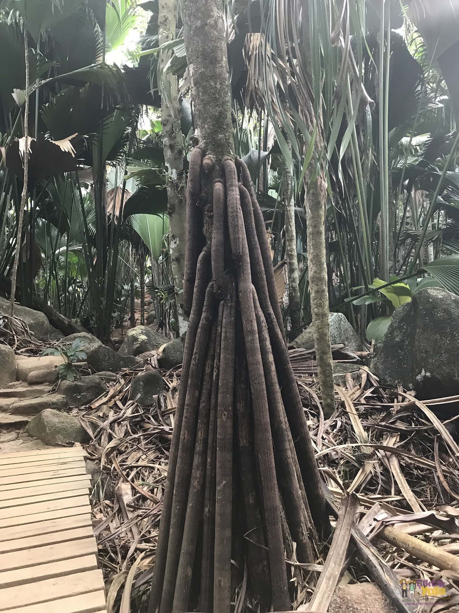 palm praslin valléee de mai