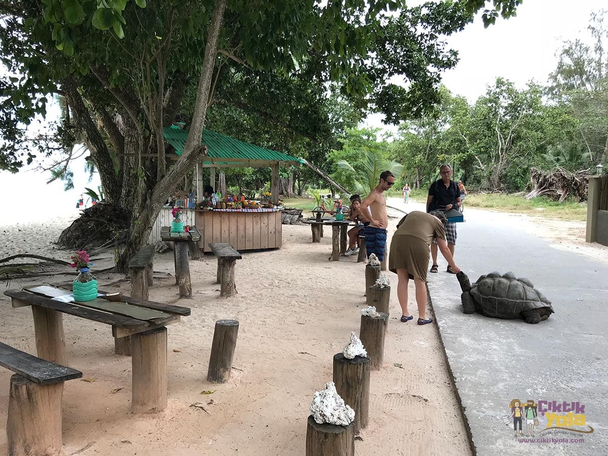giant turtoise seychelles la digue