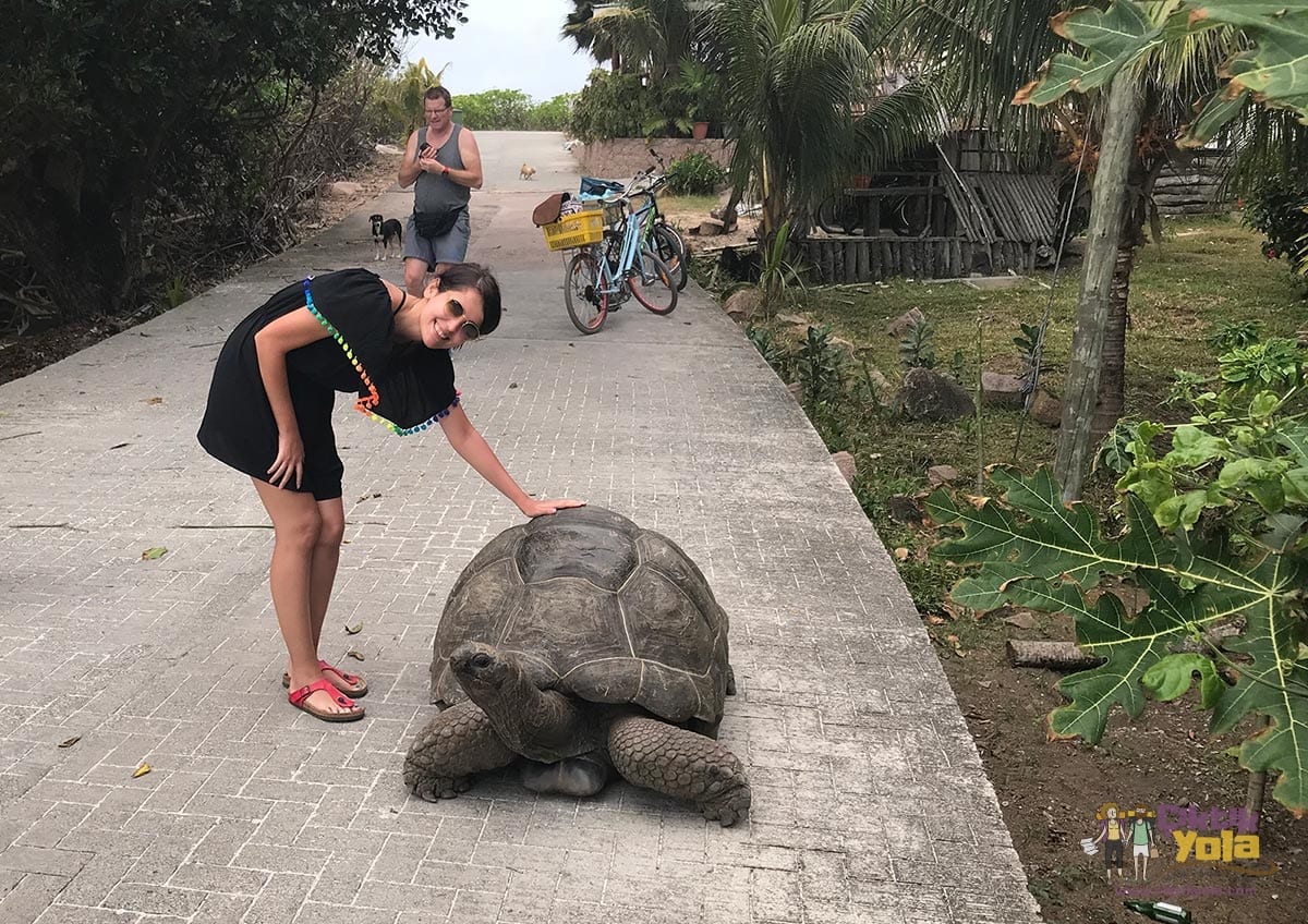 anse banane dev kaplumbağa seyşeller la digue