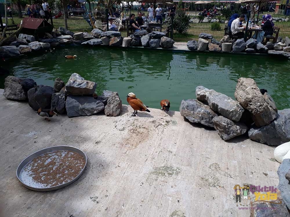Piknik Sefası