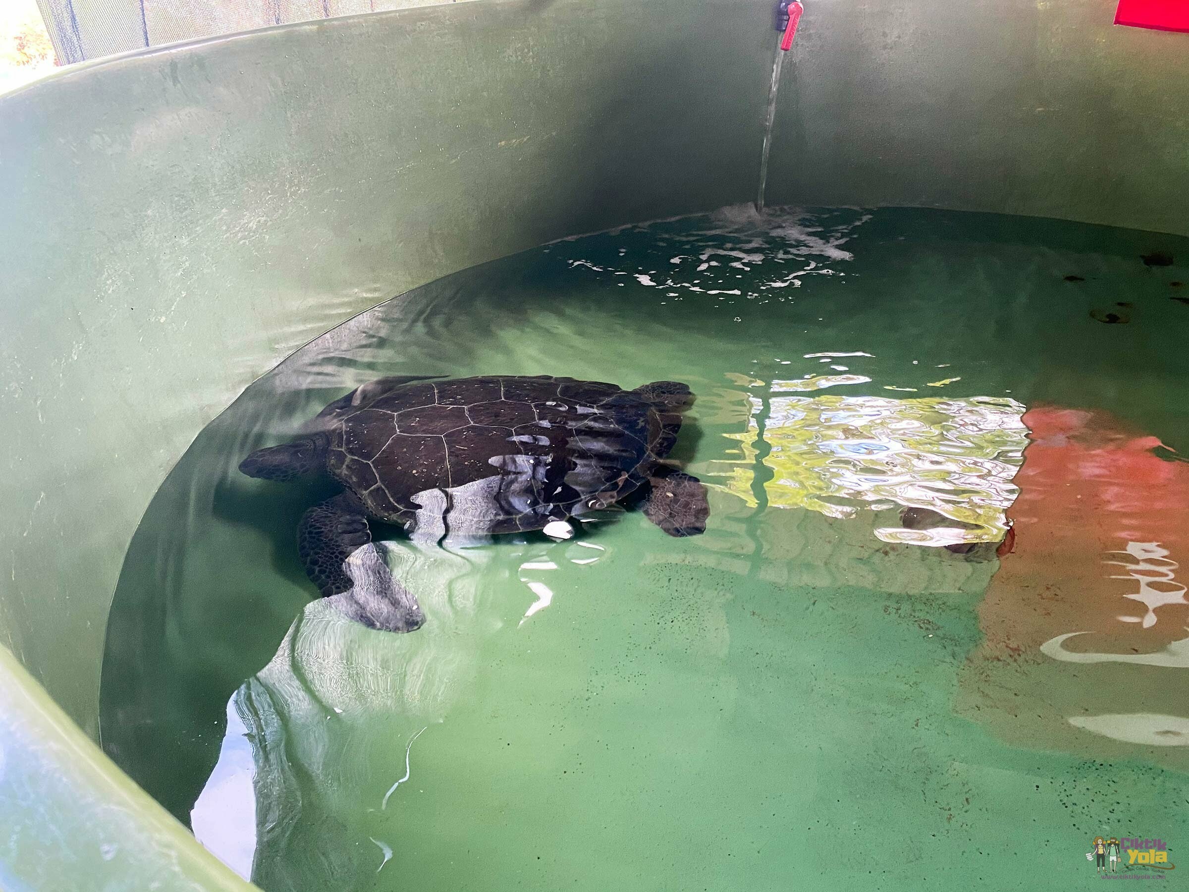İztuzu Caretta Caretta