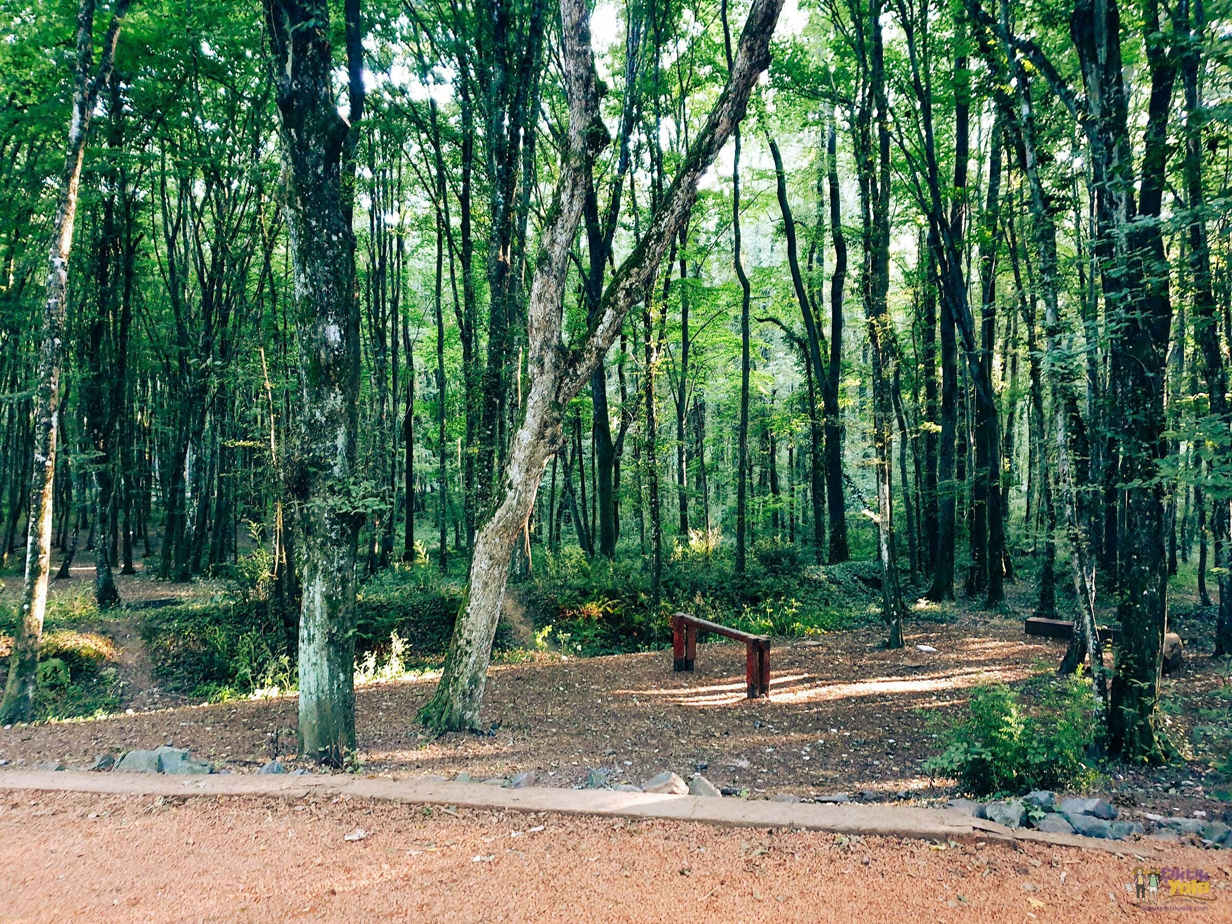 Belgrad Ormanı